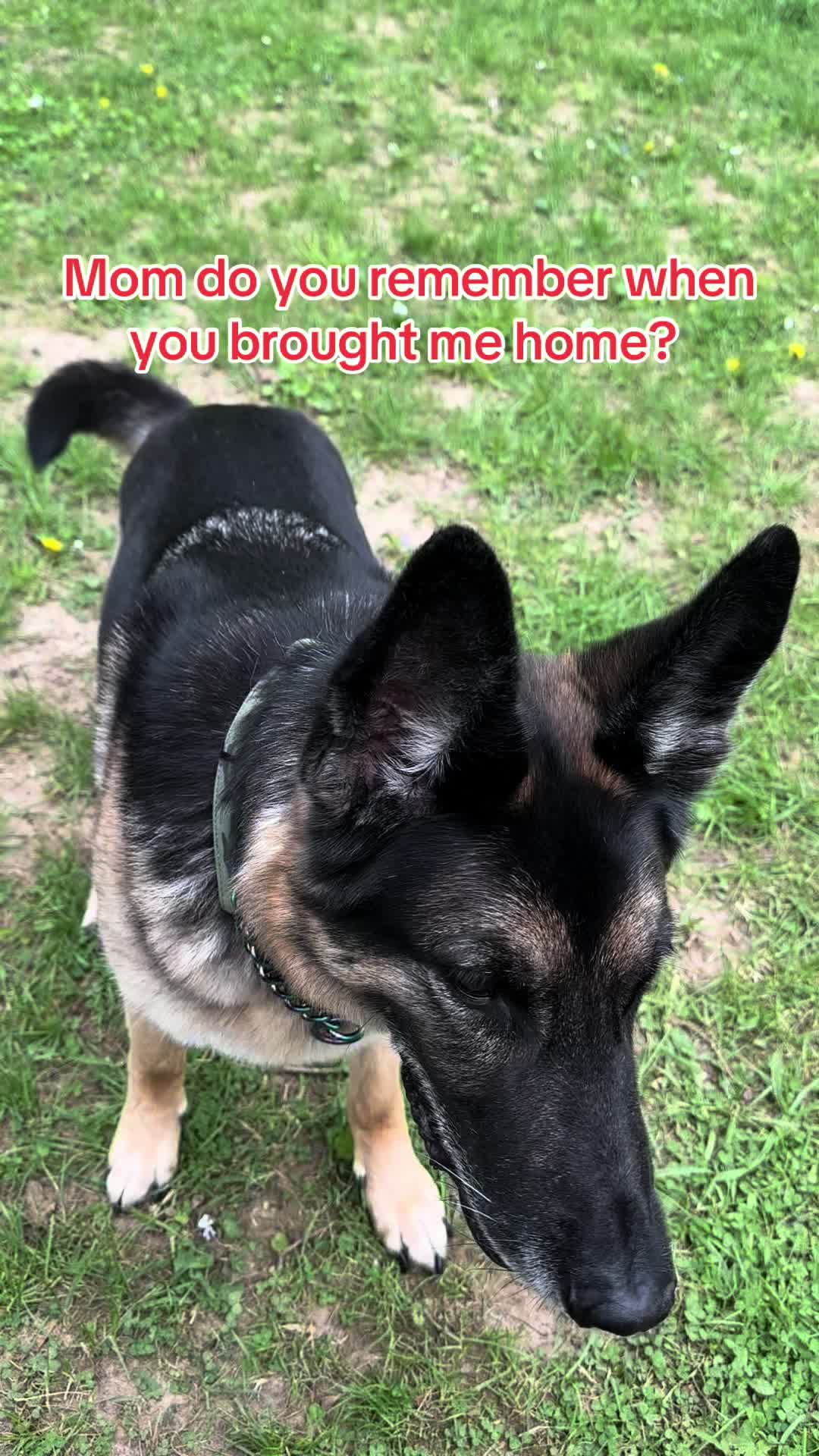 @ladyvetandherpack