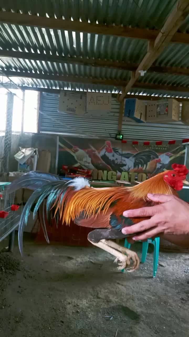 @King Atoy Gamefowl
