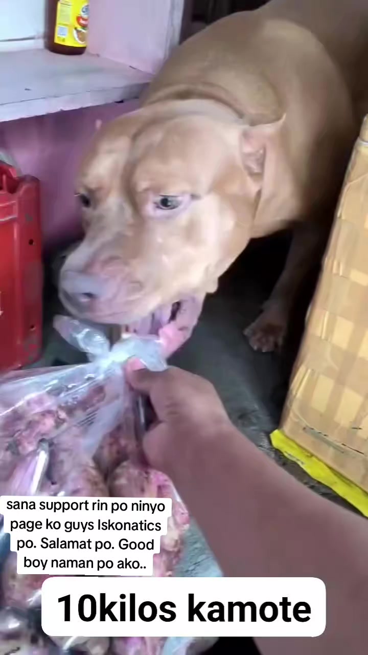 @ISKO THE PITBULL