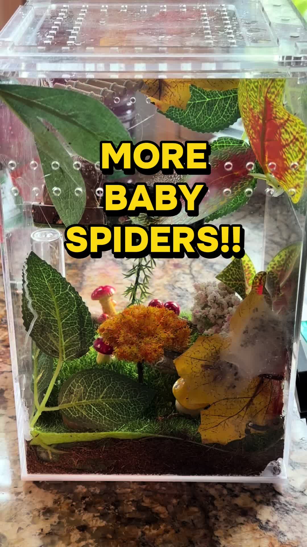 @arachnids