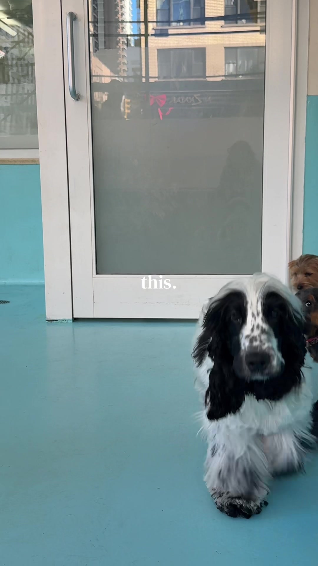 @Biscuits & Bath | Dog Retreat