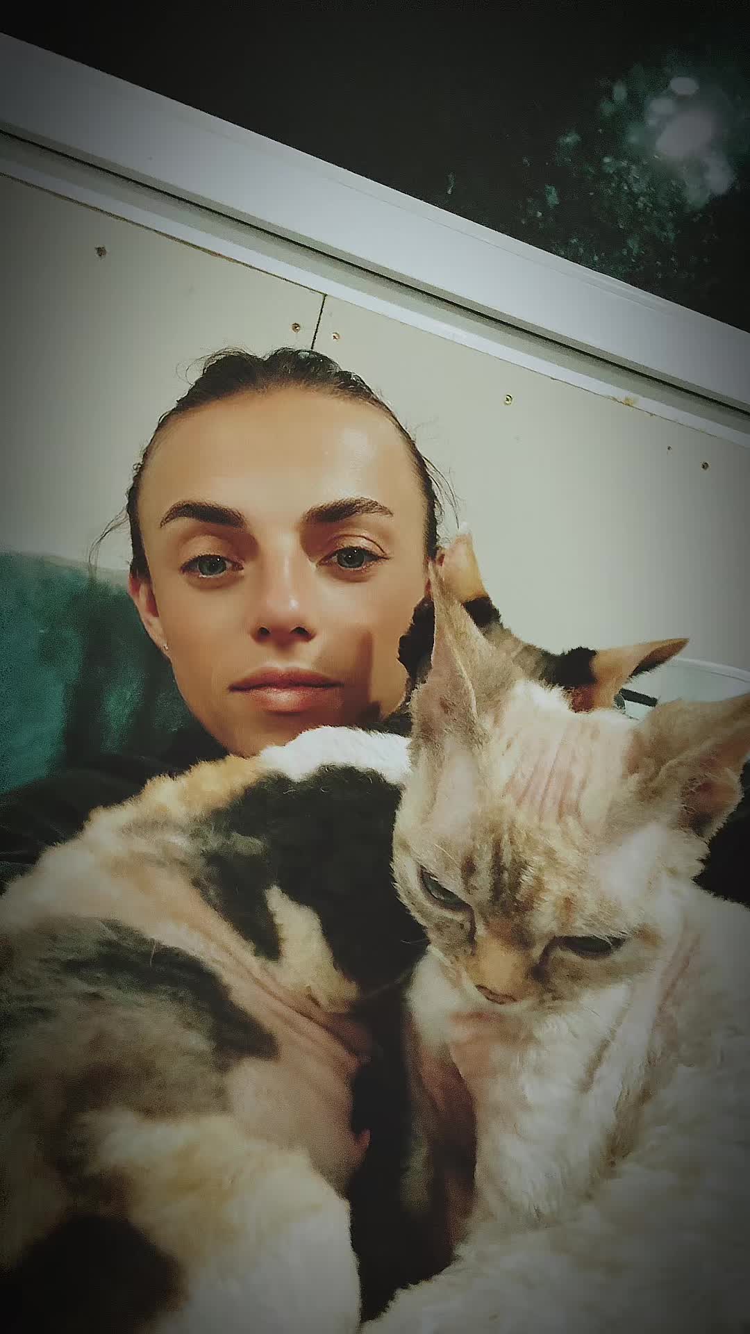 @Curlslux cattery!!🇺🇸