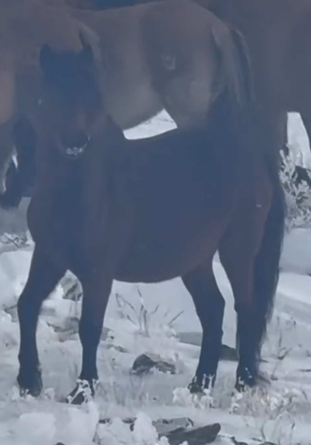 @KH KAZ_ULAN🐴