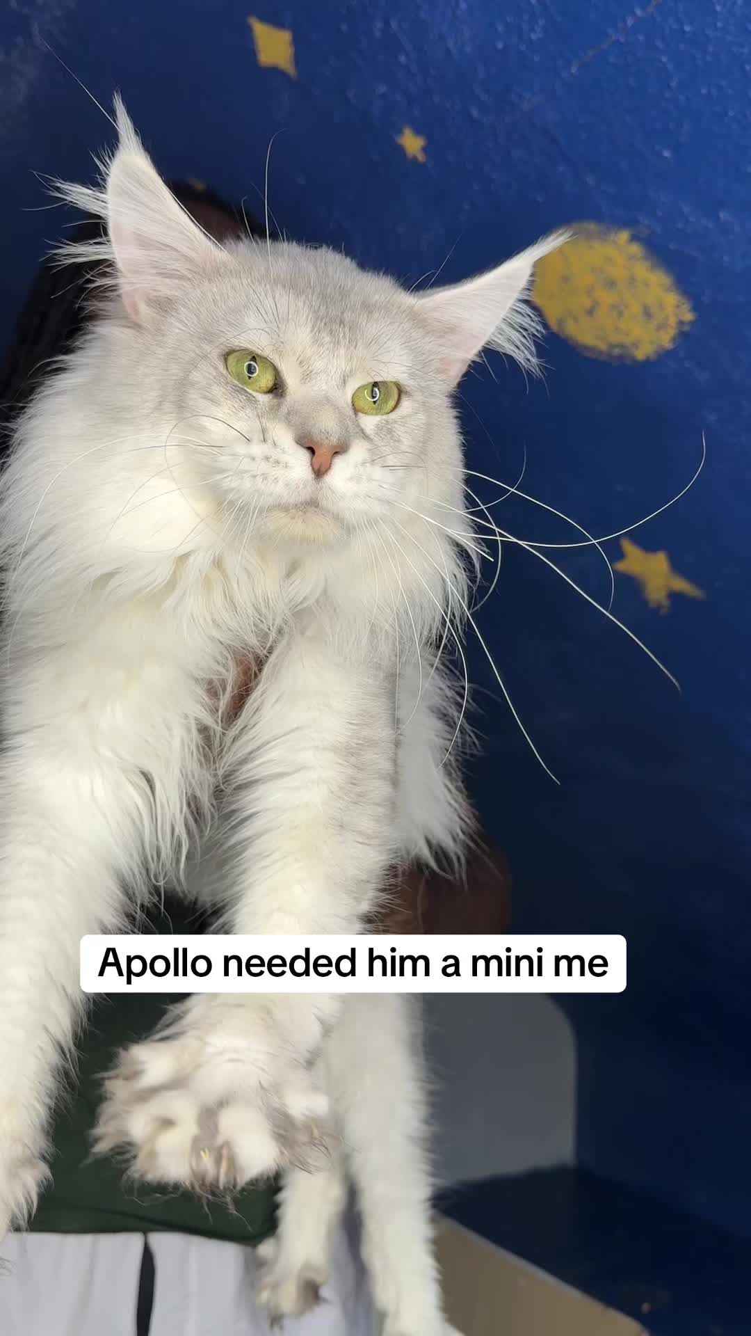 @Tycoon_Mainecoons