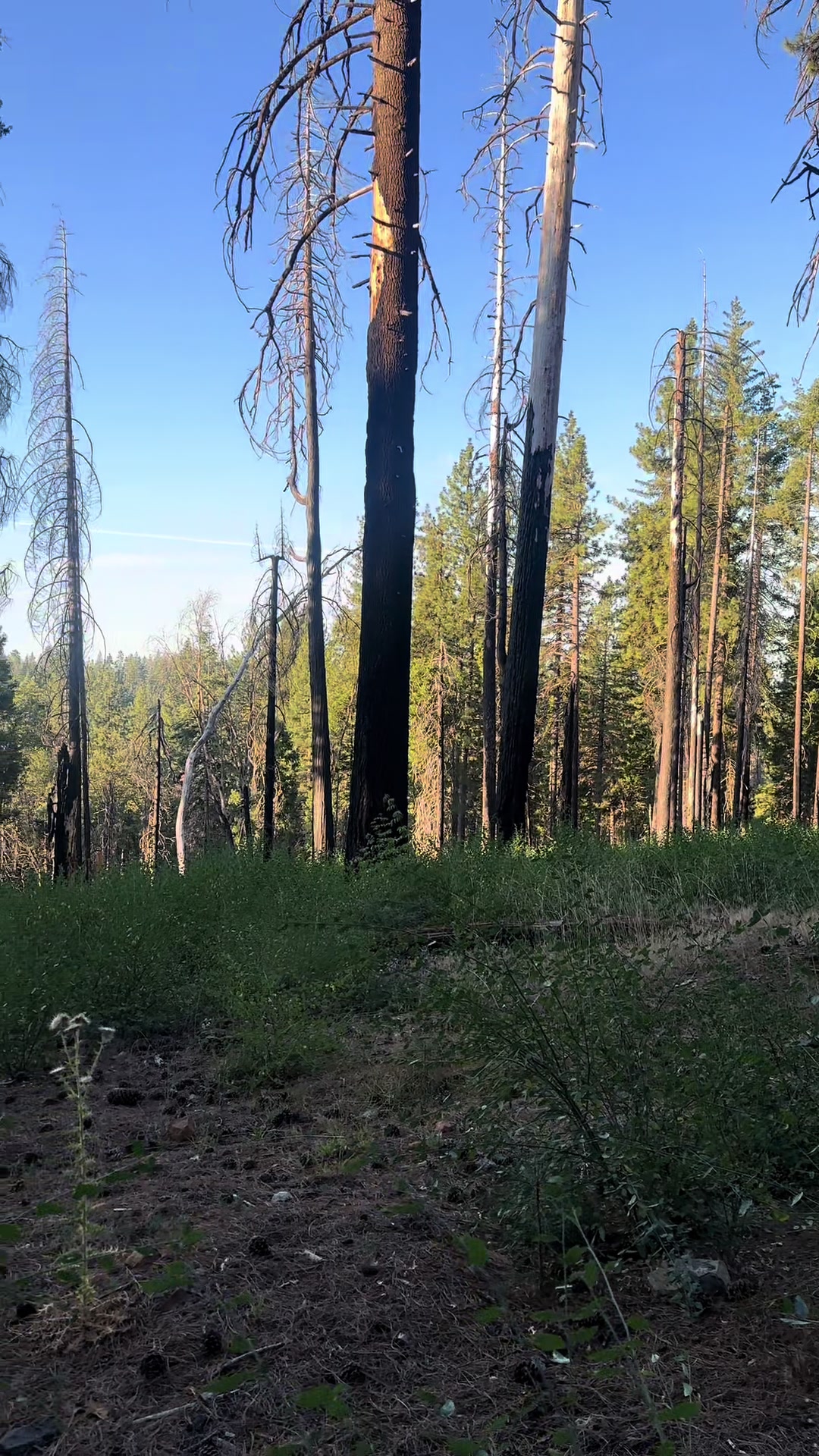 @🌲