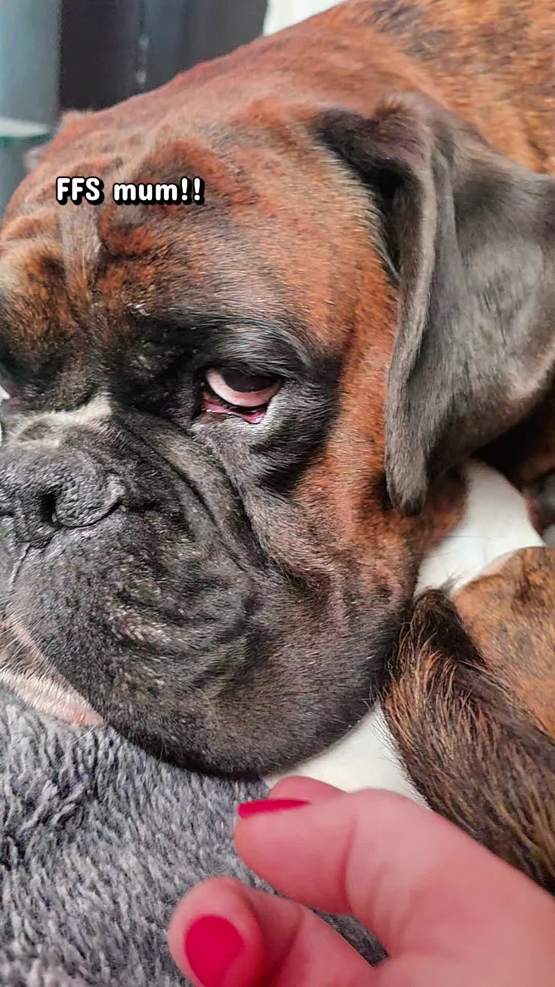 @Clive The Boxer Dog