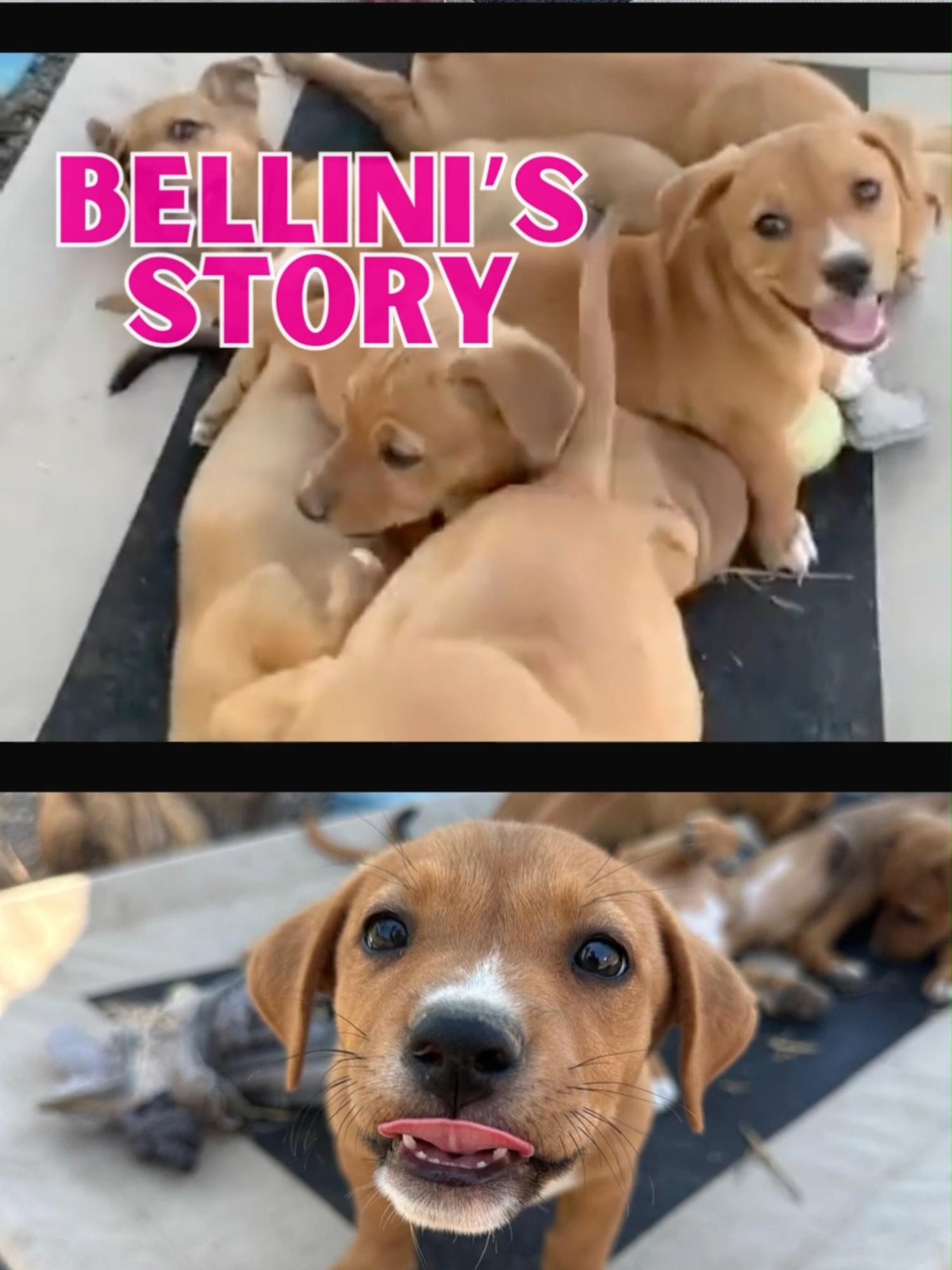 @A Dogs New Life