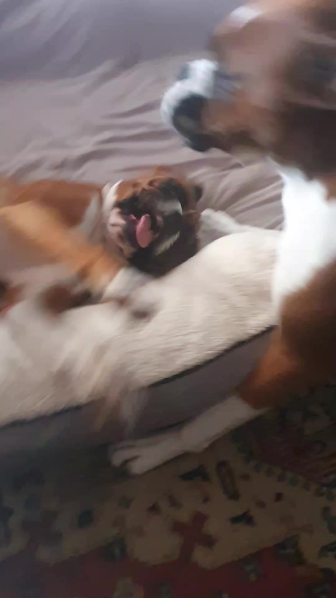 @boxerbrothers73