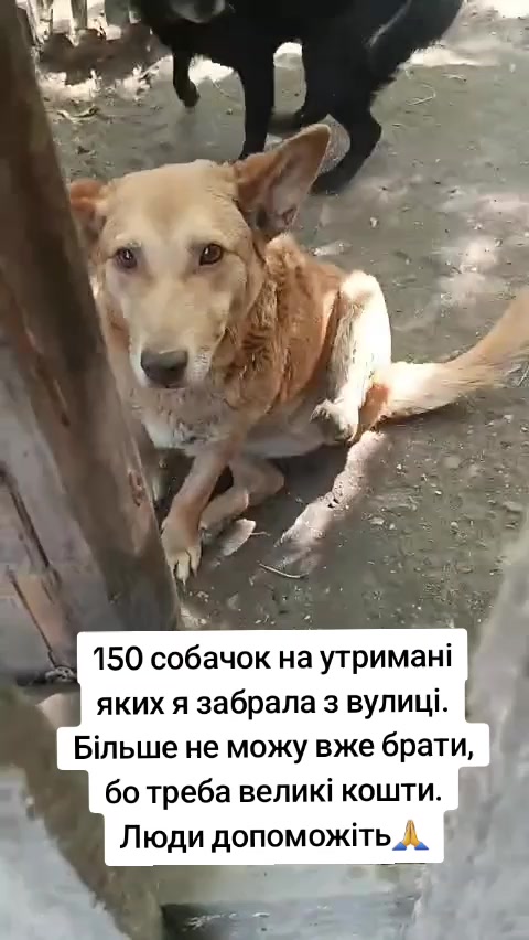 @tvarinkidobra