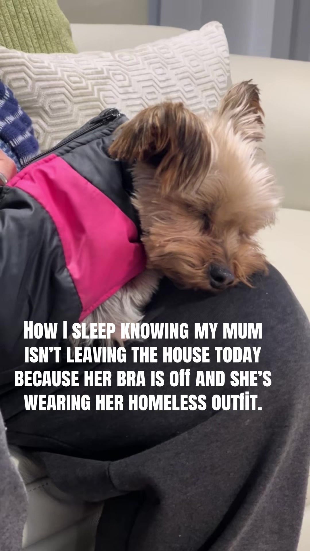 @Tinka the Yorkie
