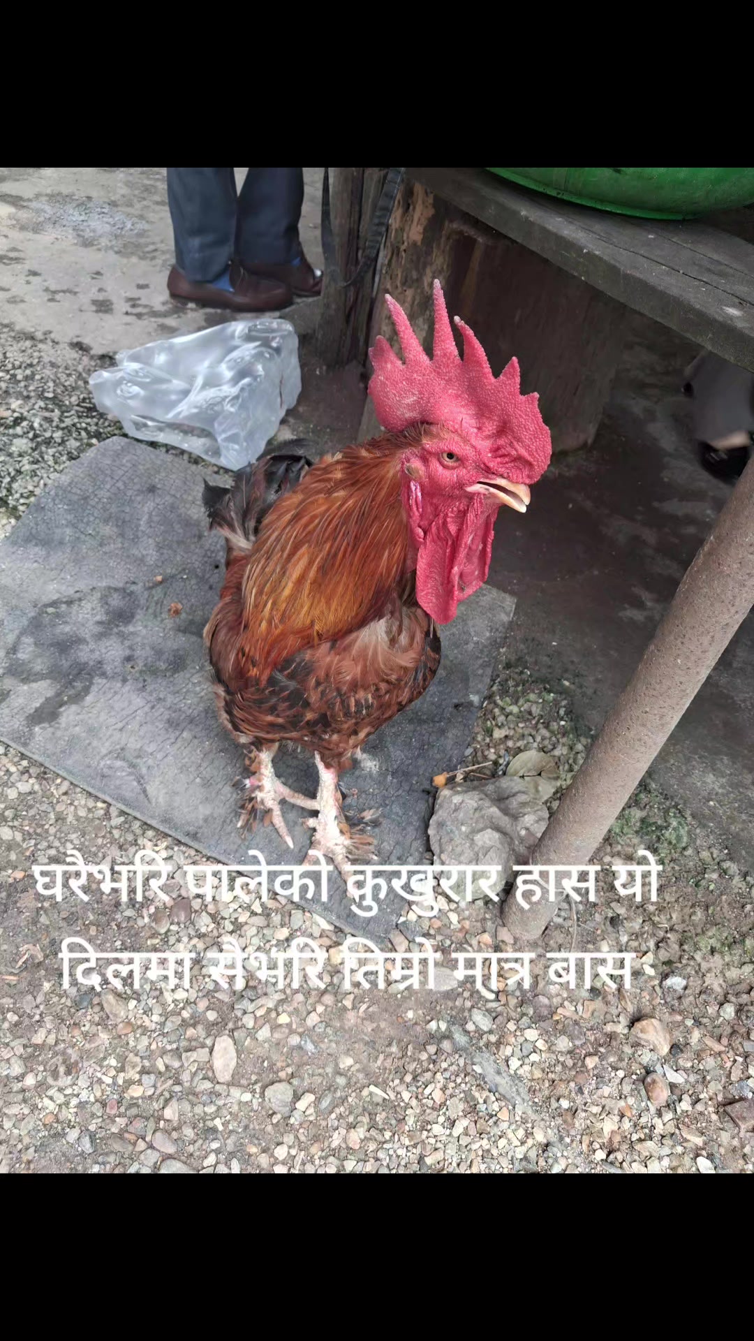 @rajeshwardahal