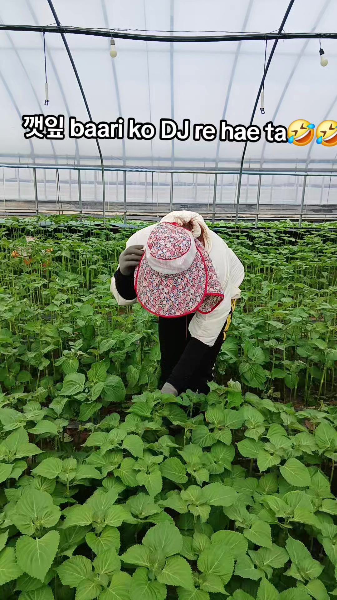 @&Eacute;hh-m&ugrave;&uuml; &Ntilde;&auml;hh
