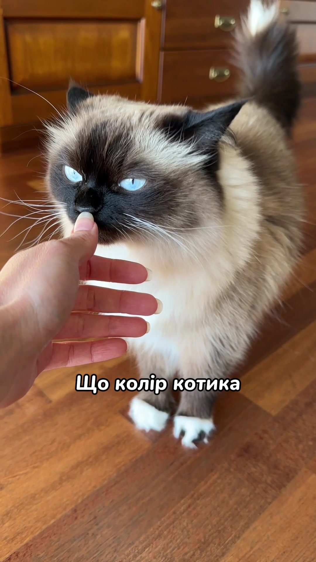 @Місс КІСЯ