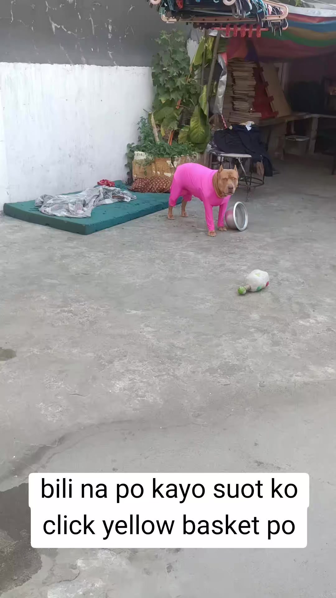 @ISKO THE PITBULL