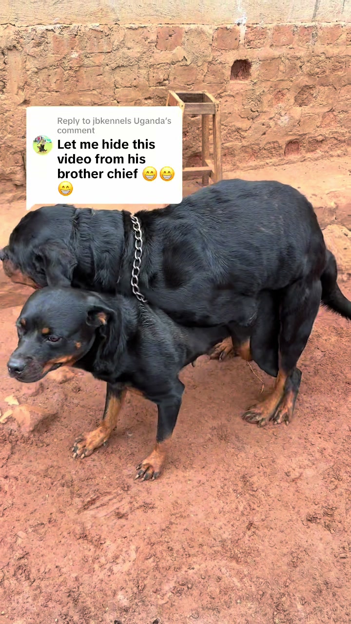 @Chenil d’ Arthoùros 🐶🐾