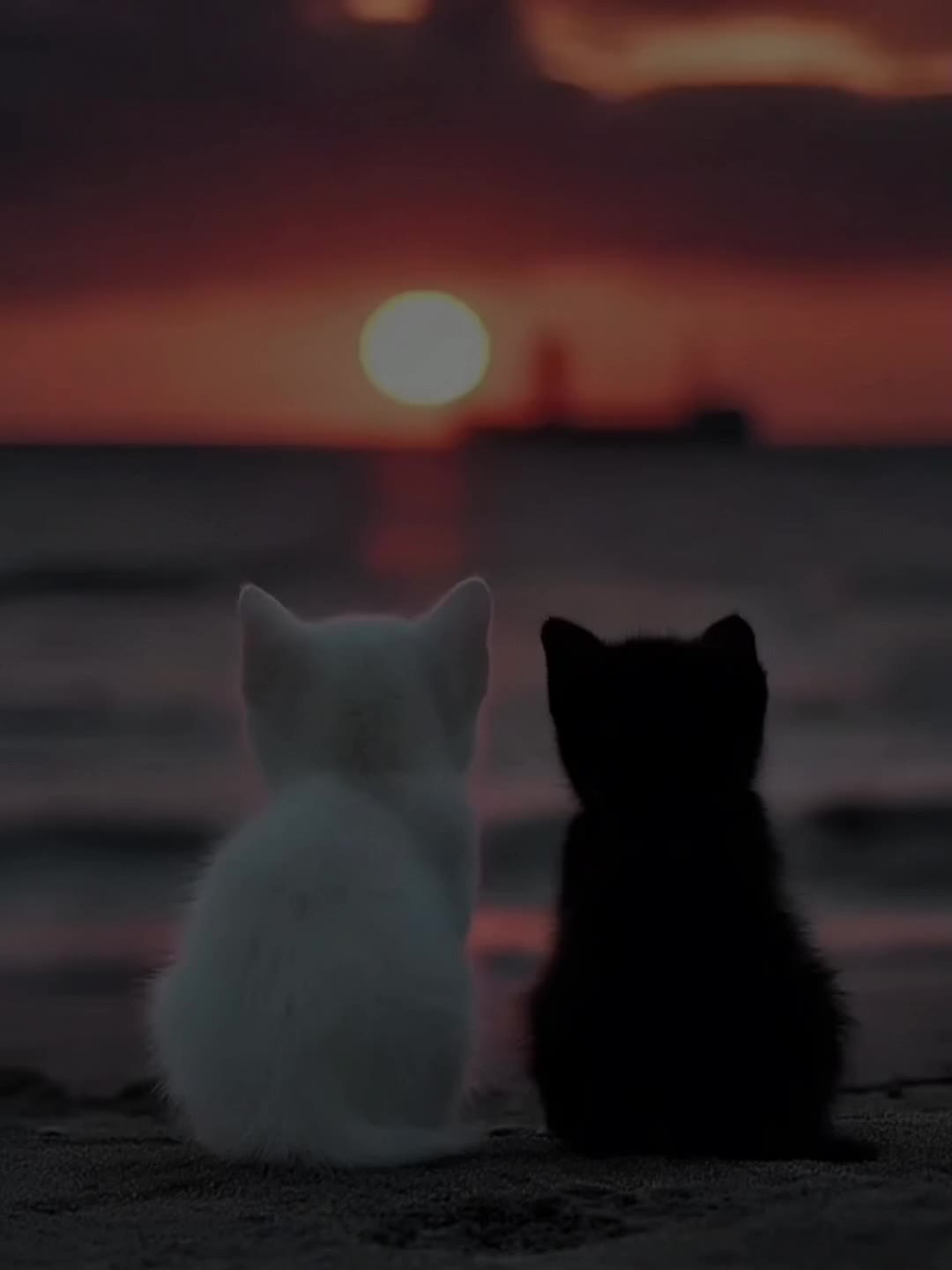 @𝐒𝐨𝐧𝐦𝐢𝐬𝐫𝐚𝐦𝐝𝐚🎶