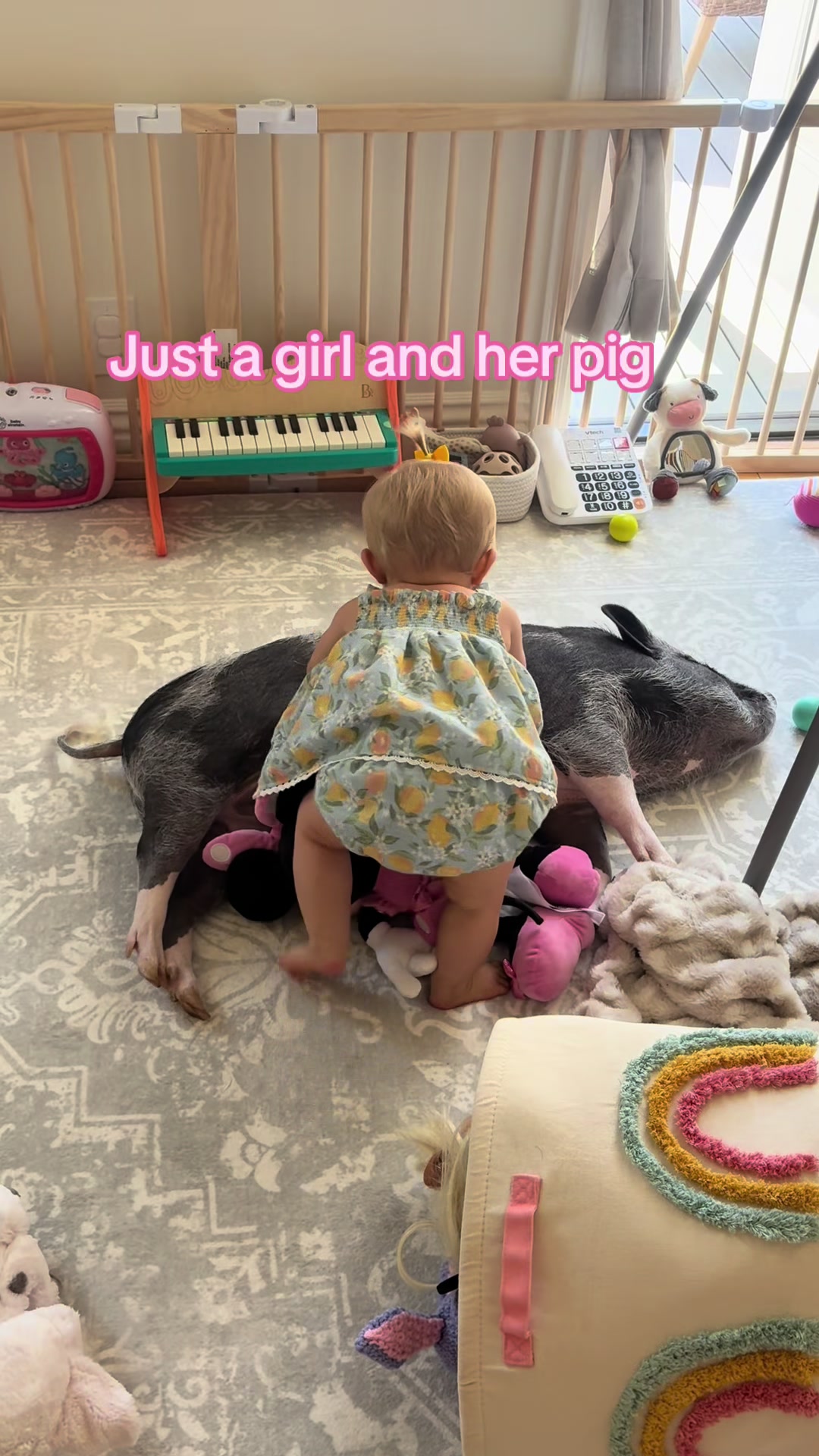 @LuLu The Pixie Pig