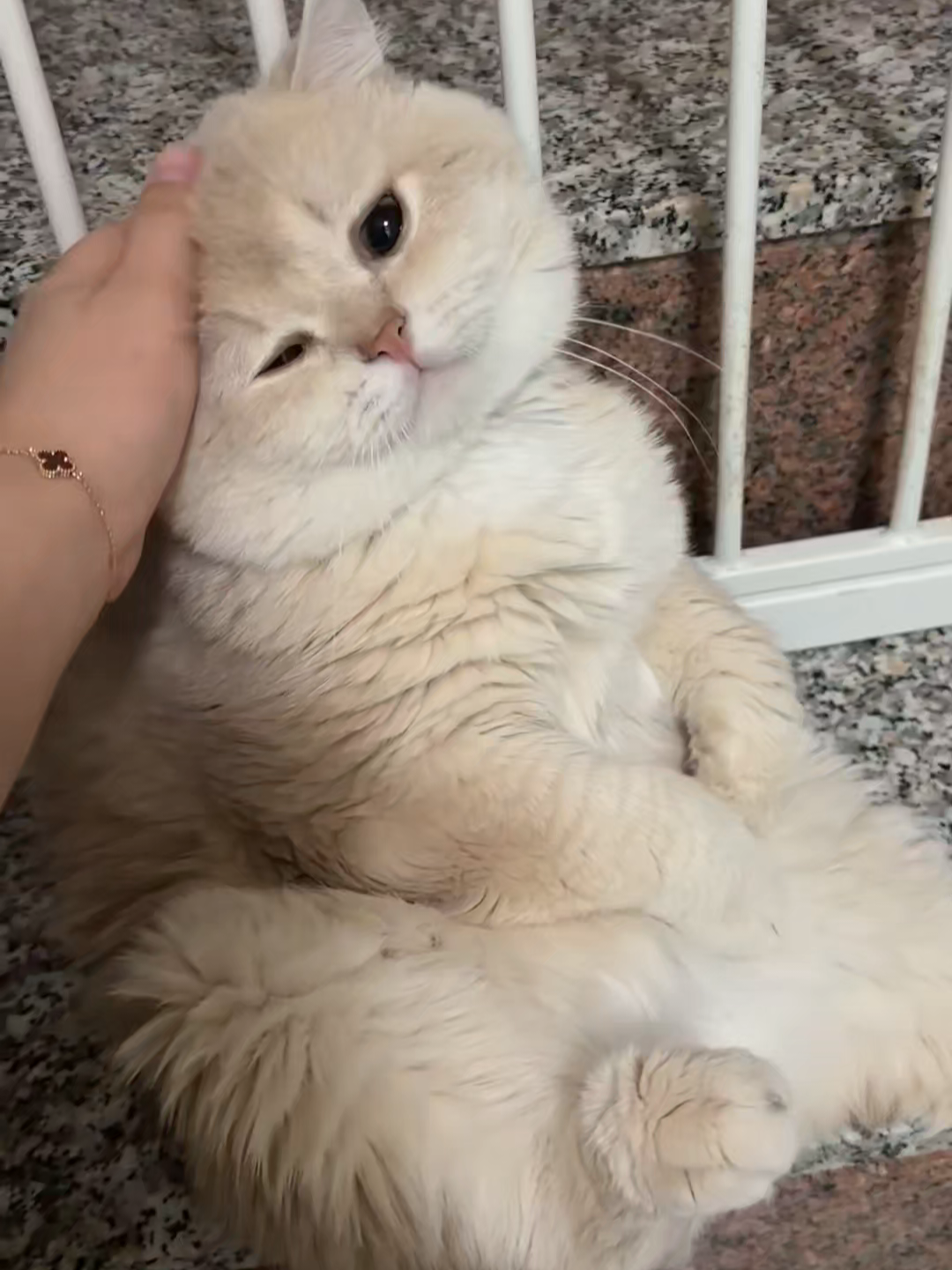 @Chonky World Of Cats