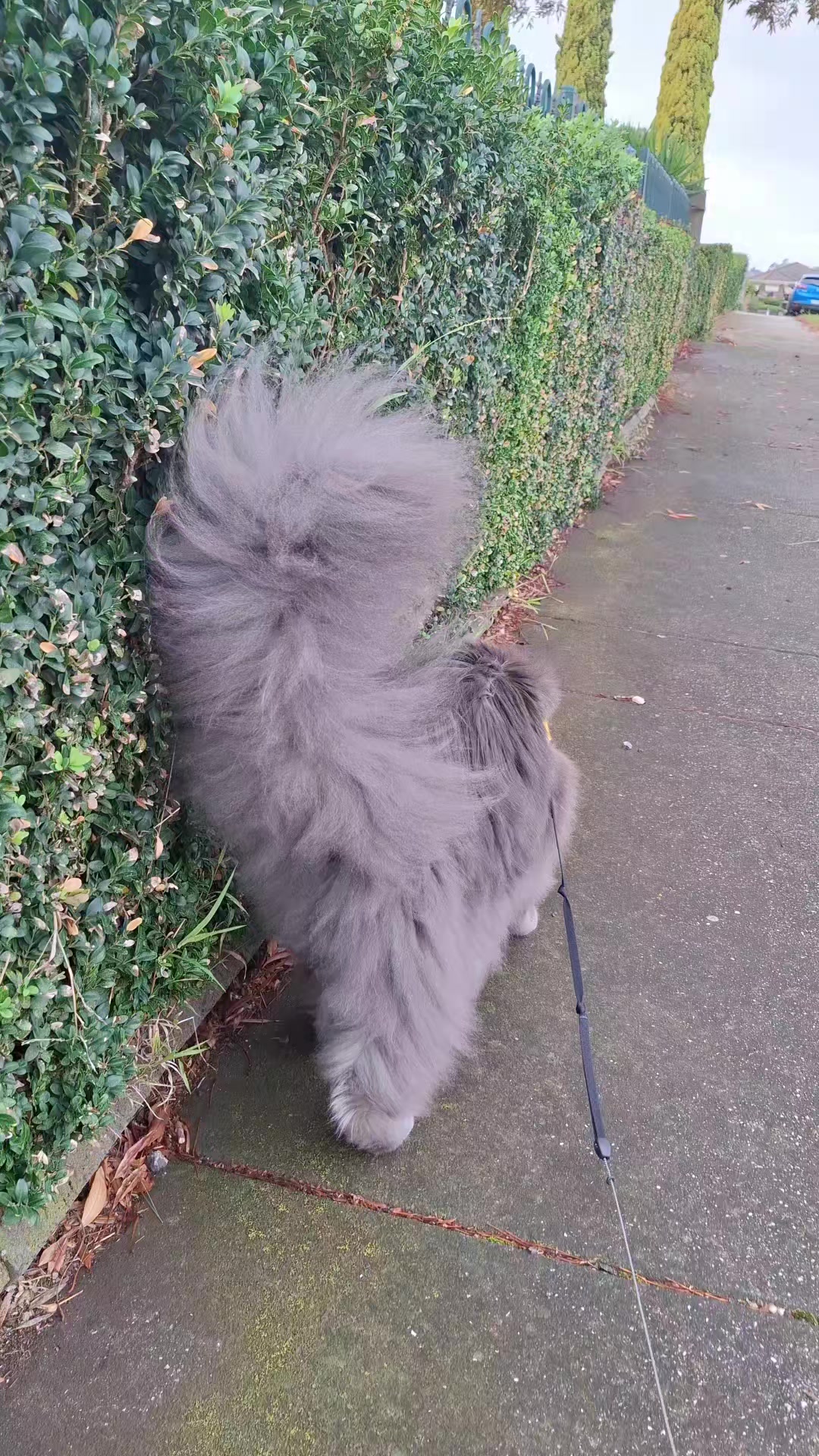 @Ragnar the Maine Coon 🐈