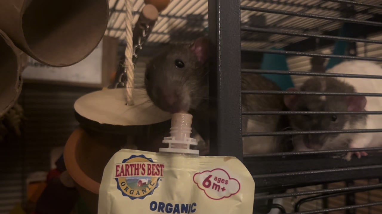@green 🐀🫧