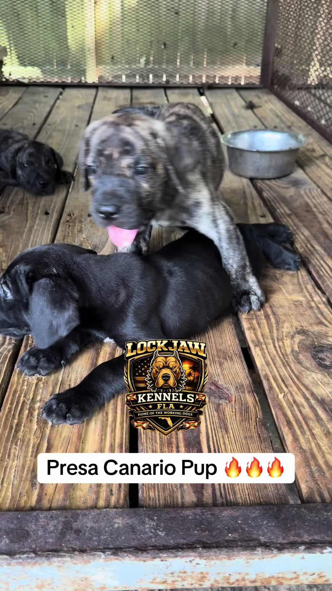 @lockjawkennelfla