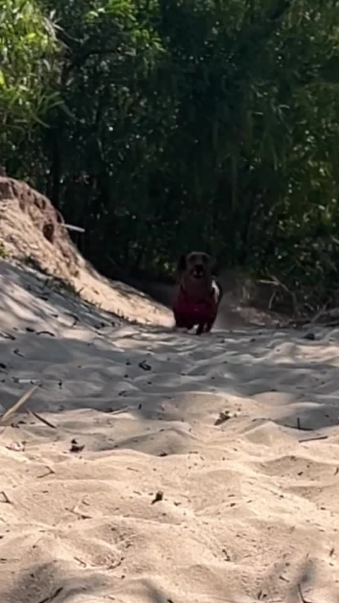 @MIA 🐾