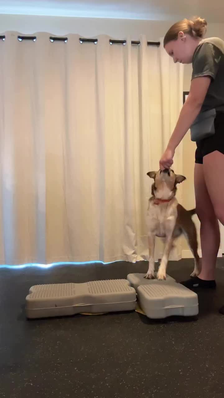@Marissa | K9 Fitness Coach 🐾