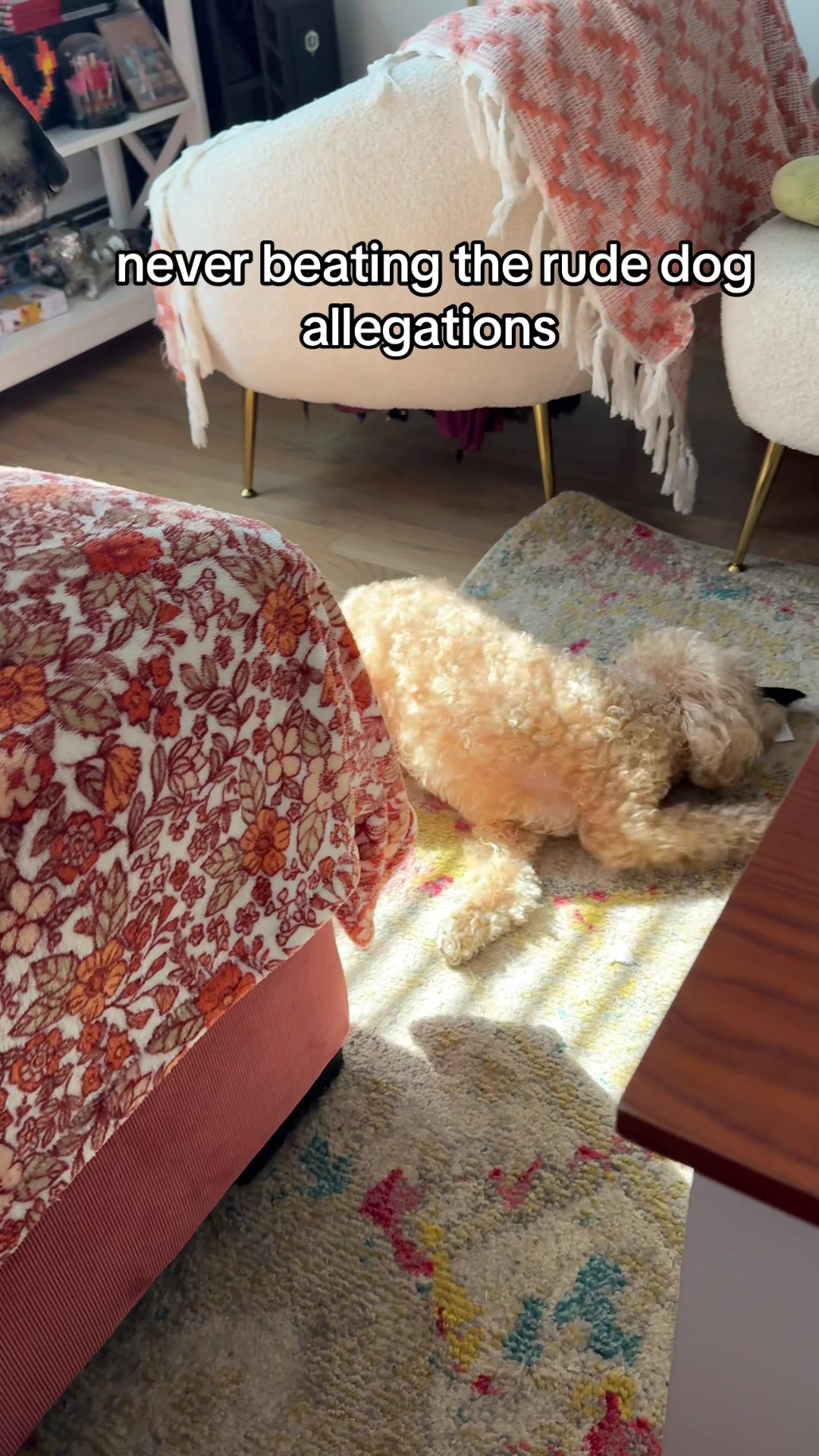@Angel & Halo: Shepsky & Poodle