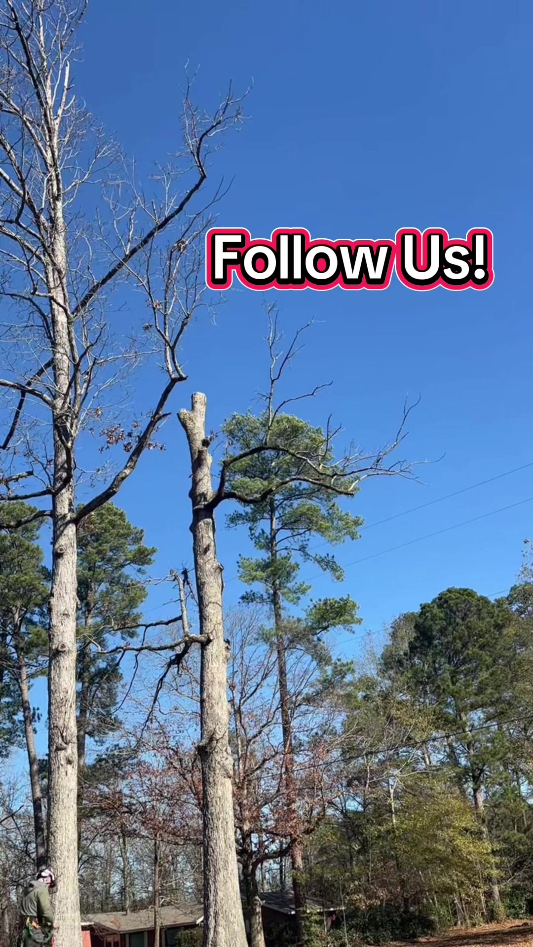 @The Tree Assassins