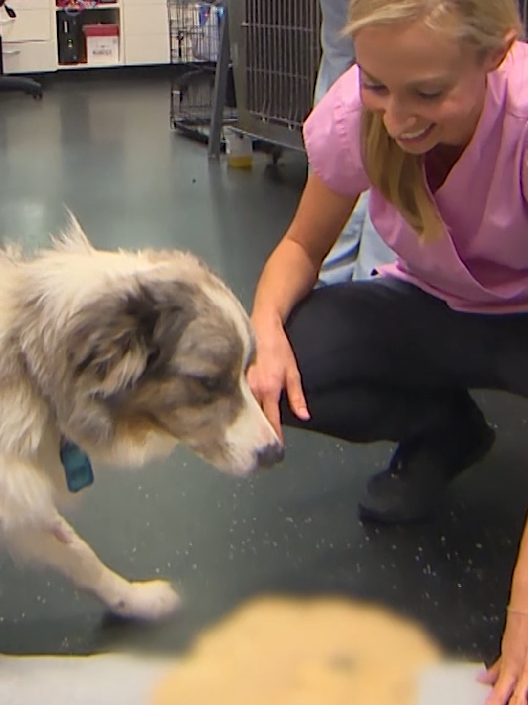 @Bondi Vet