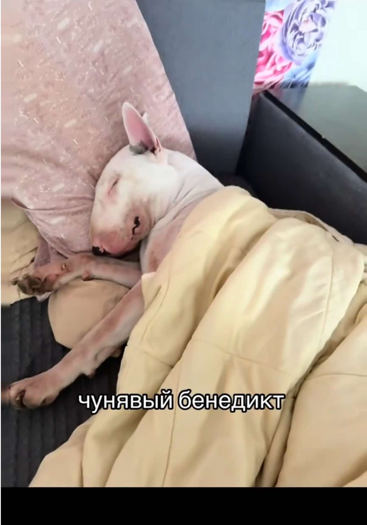 @пикми Ричард