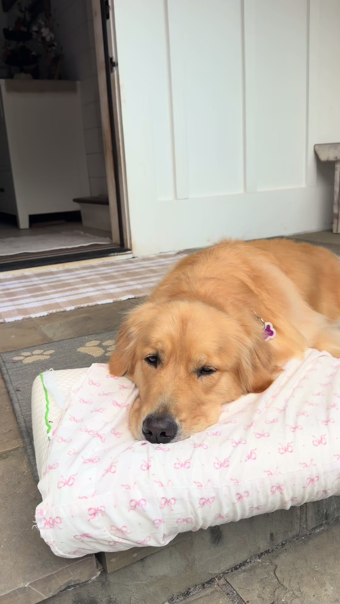 @DogMomisms