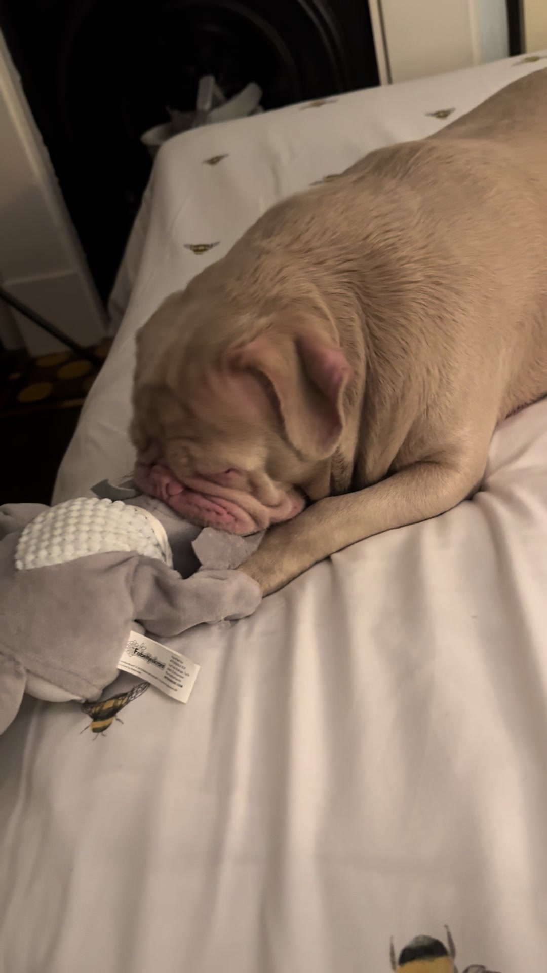 @pinkpugrufus
