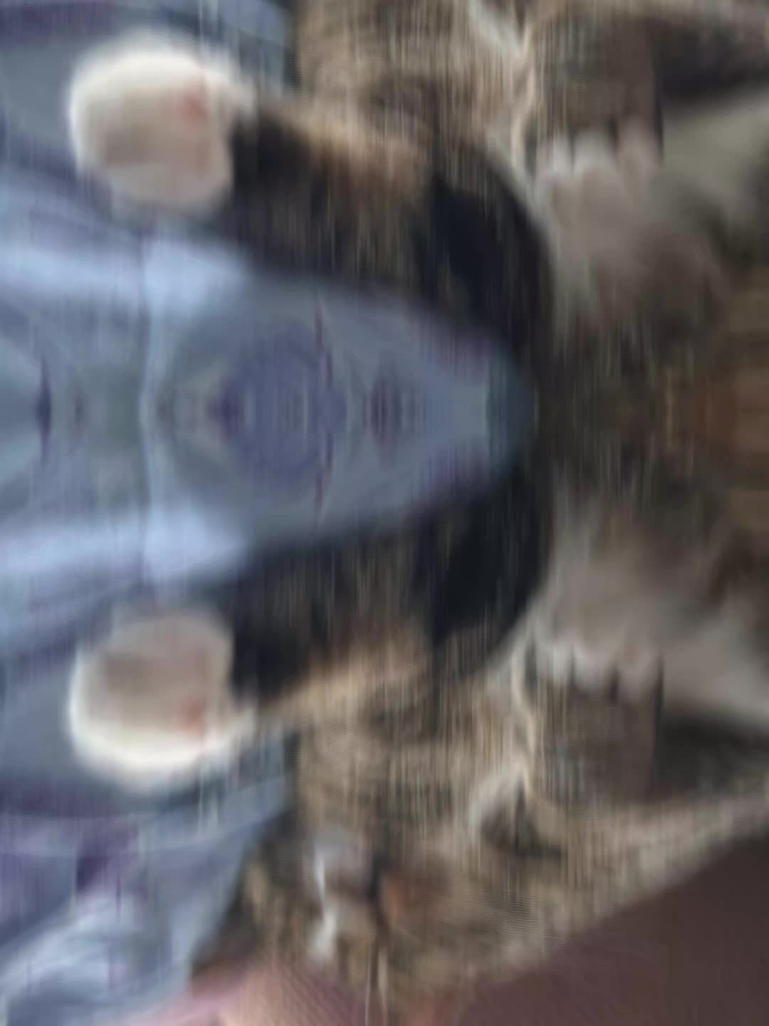 @Badcat _DHC🦁🦁