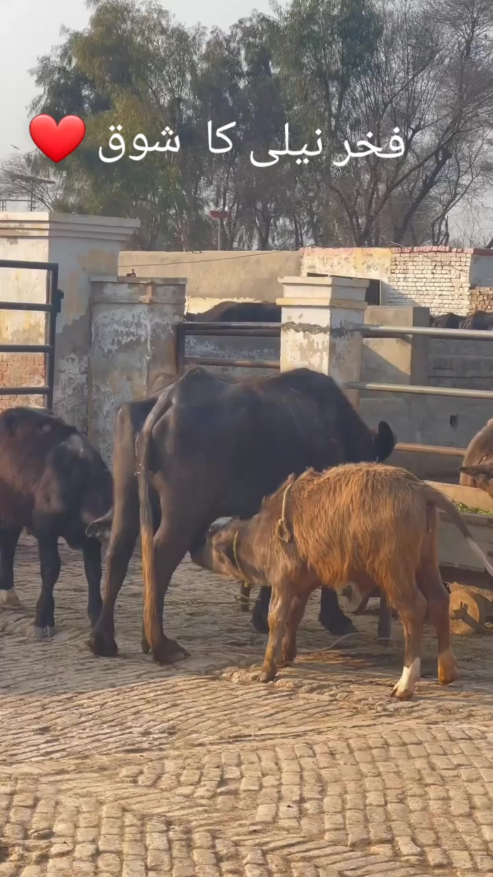 @GUJJAR DAIRY FARM