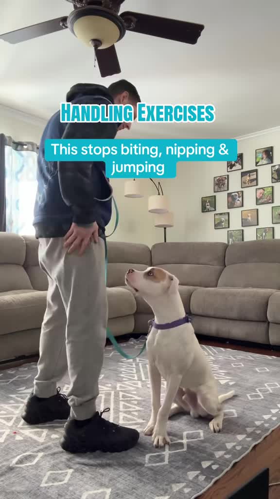 @Best Buddy Dog Trainer LLC