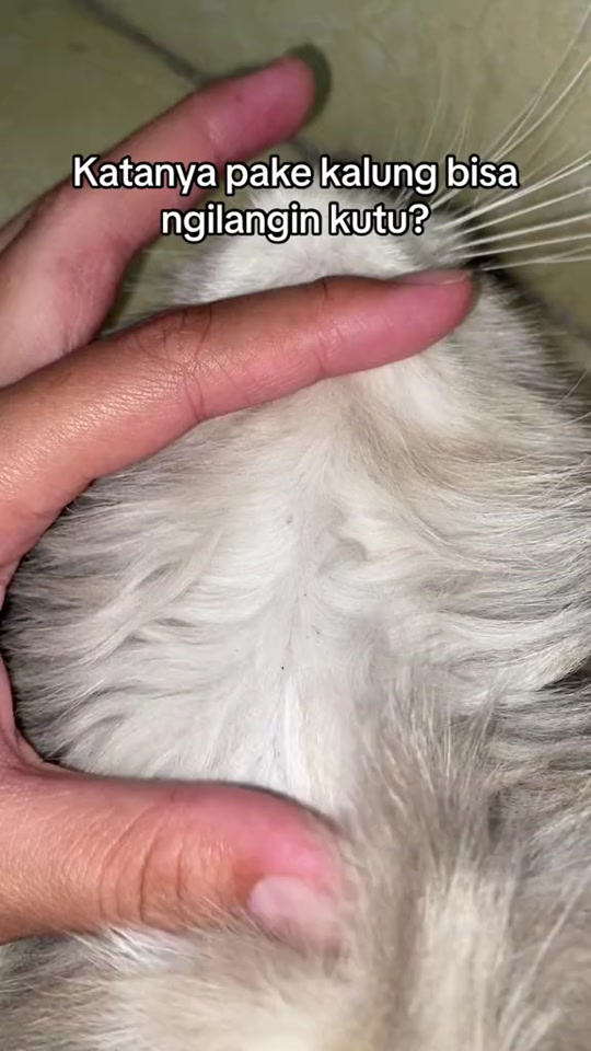 @Rich.id Petshop