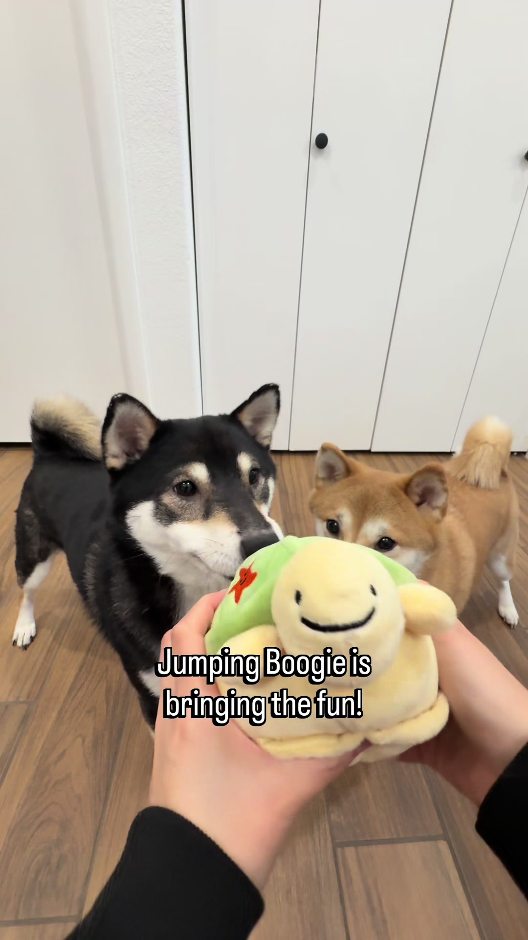 @Flock of Shibas 🐕🐕🐕