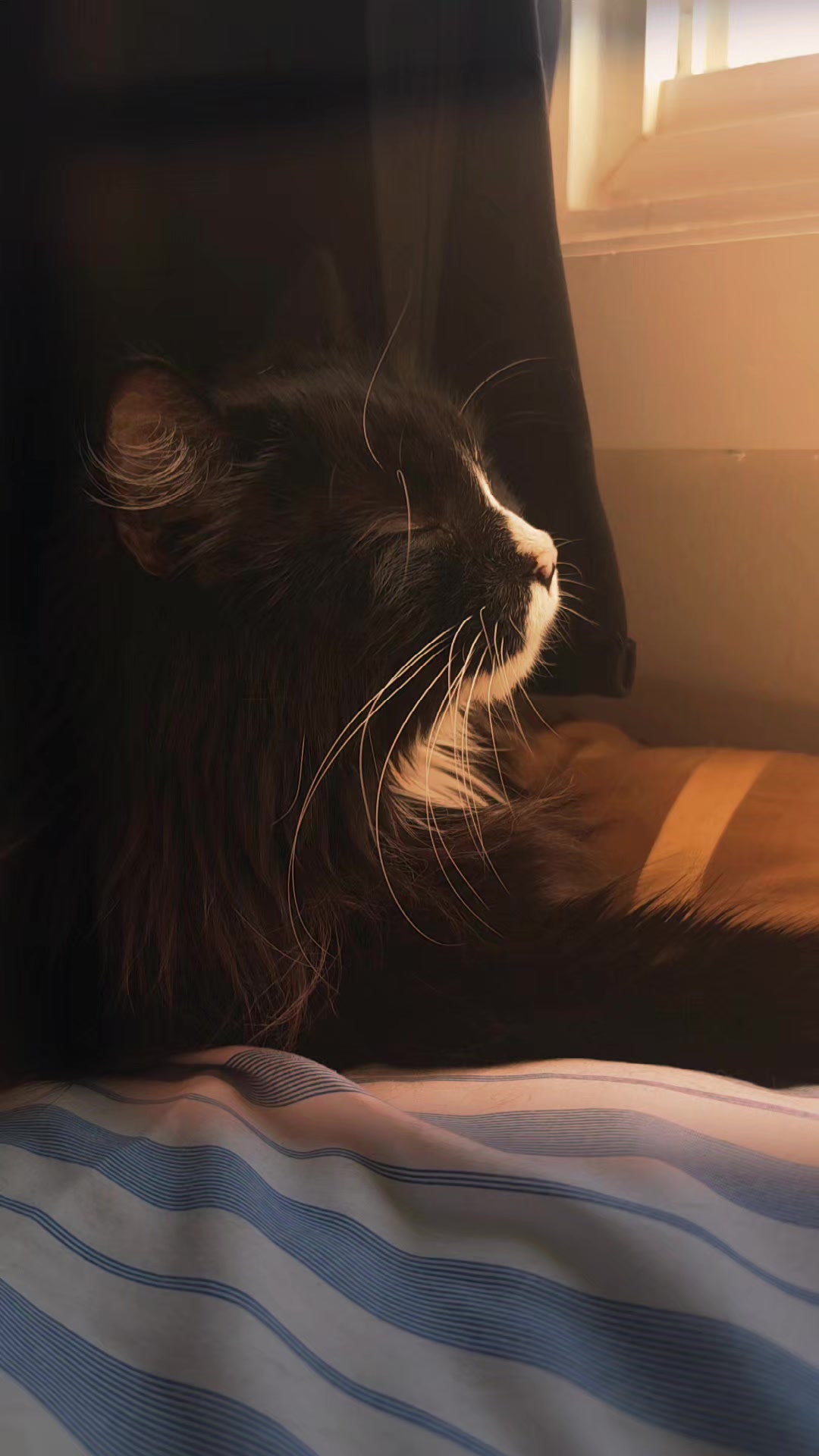 @AtticaTheTuxedoCat