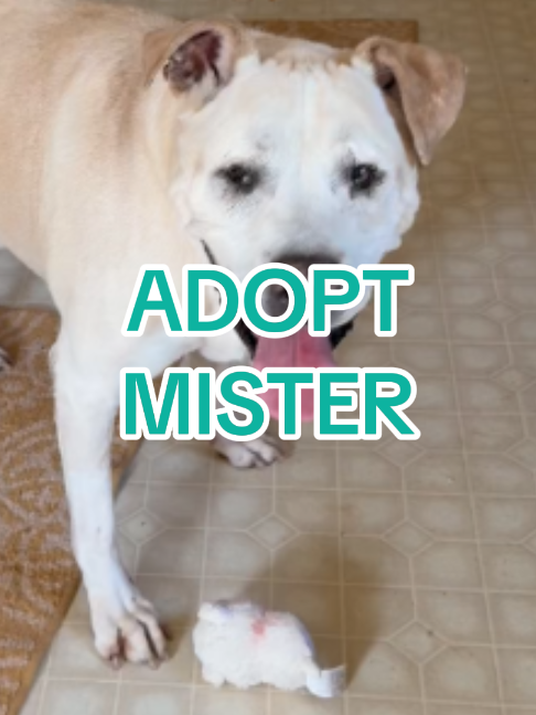 @Adopt a Pet