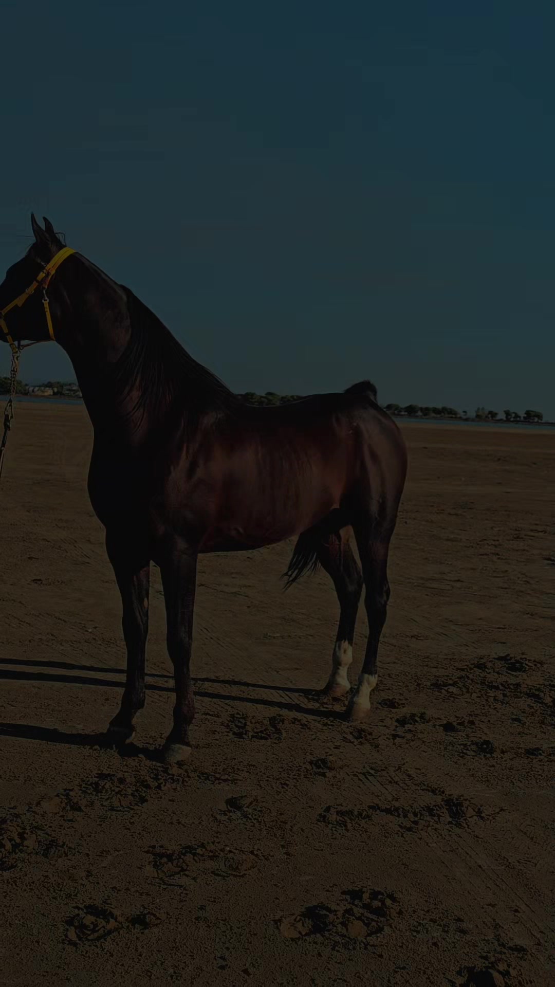 @Horse Training Center Albania