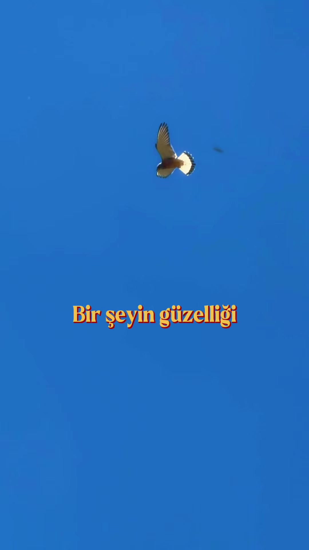 @akif.ozek