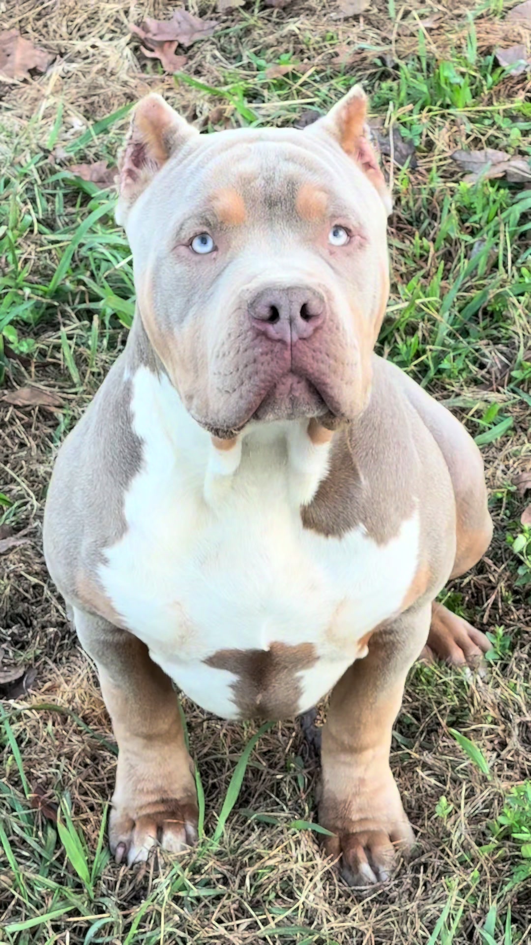 @GatorHeadBullies