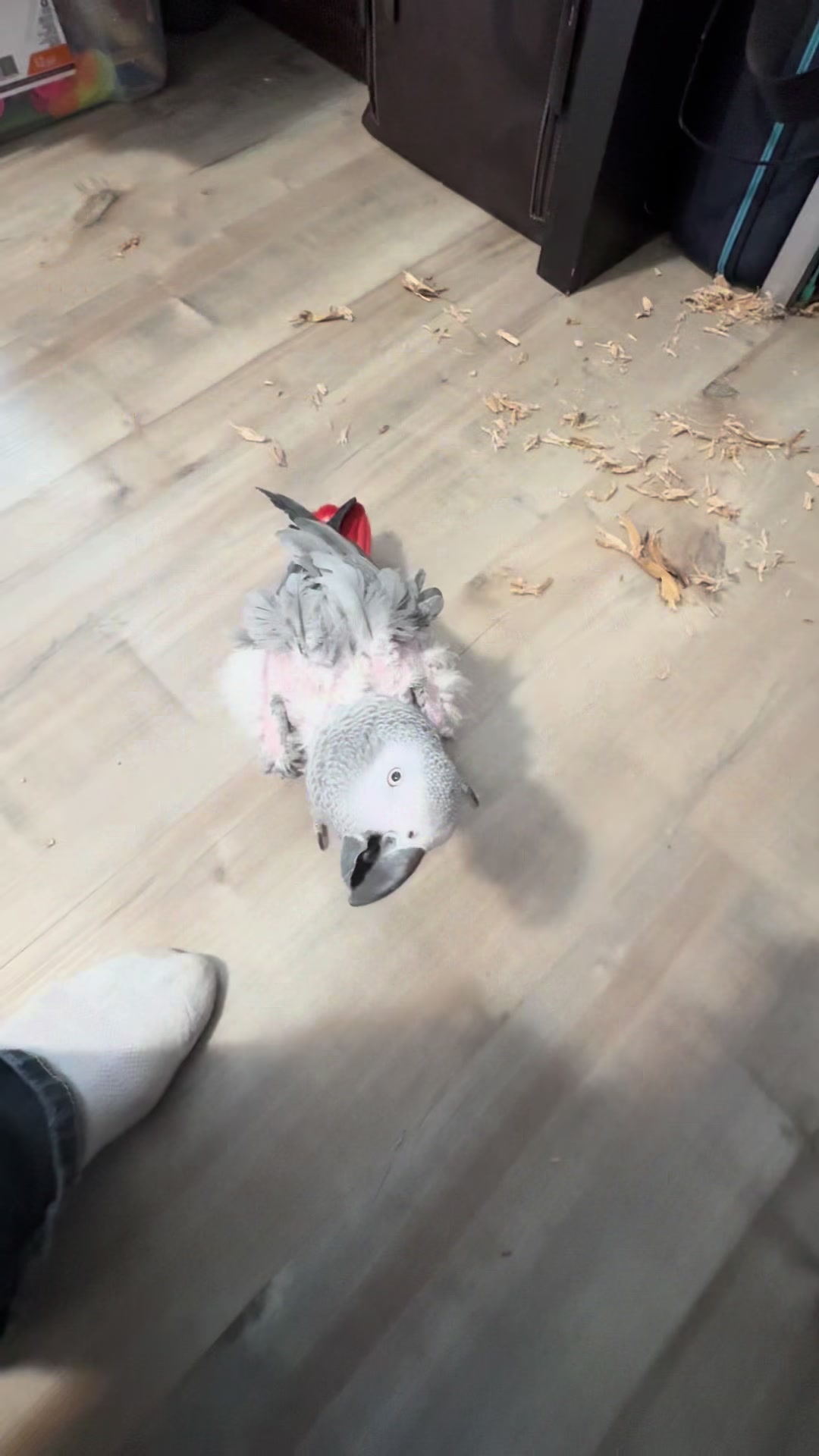 @Hot Sauce the Mini horse 🐎