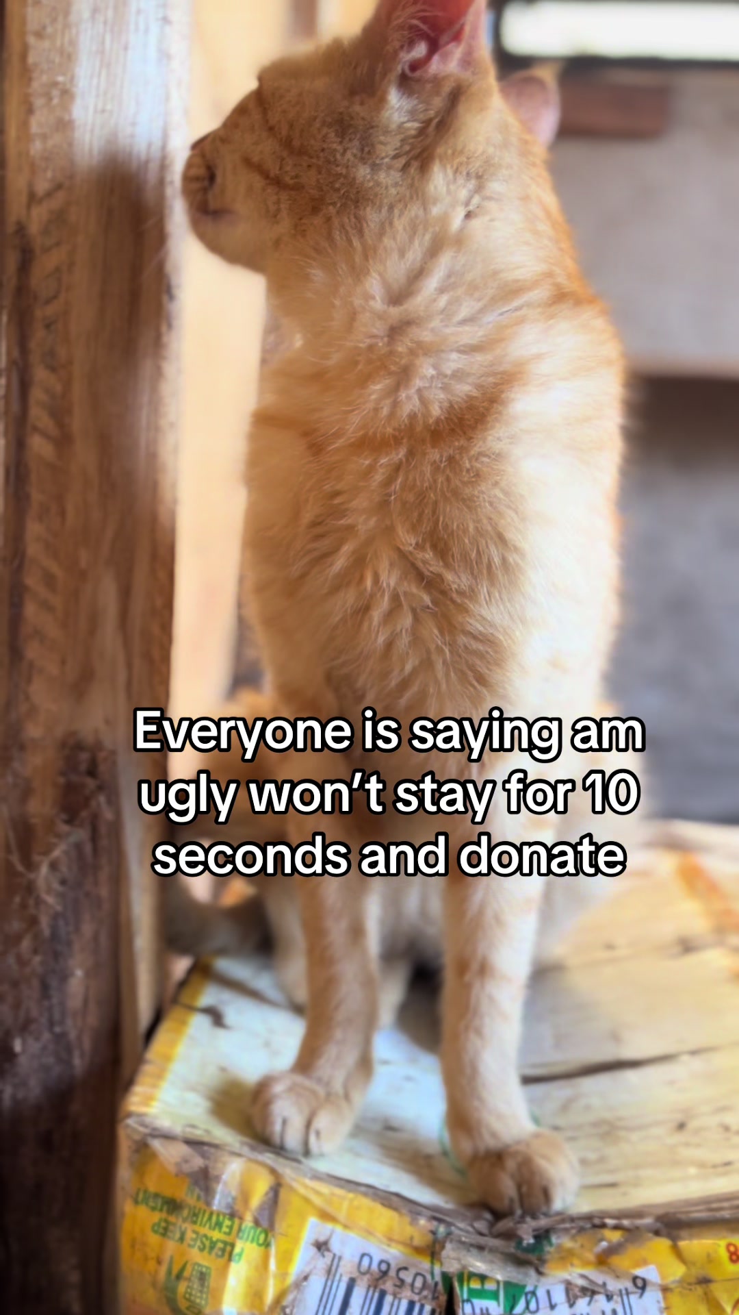 @D strays