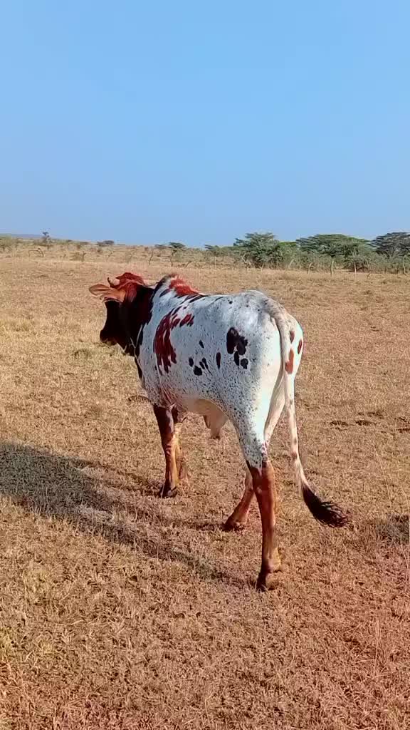 @@Jay on safaris