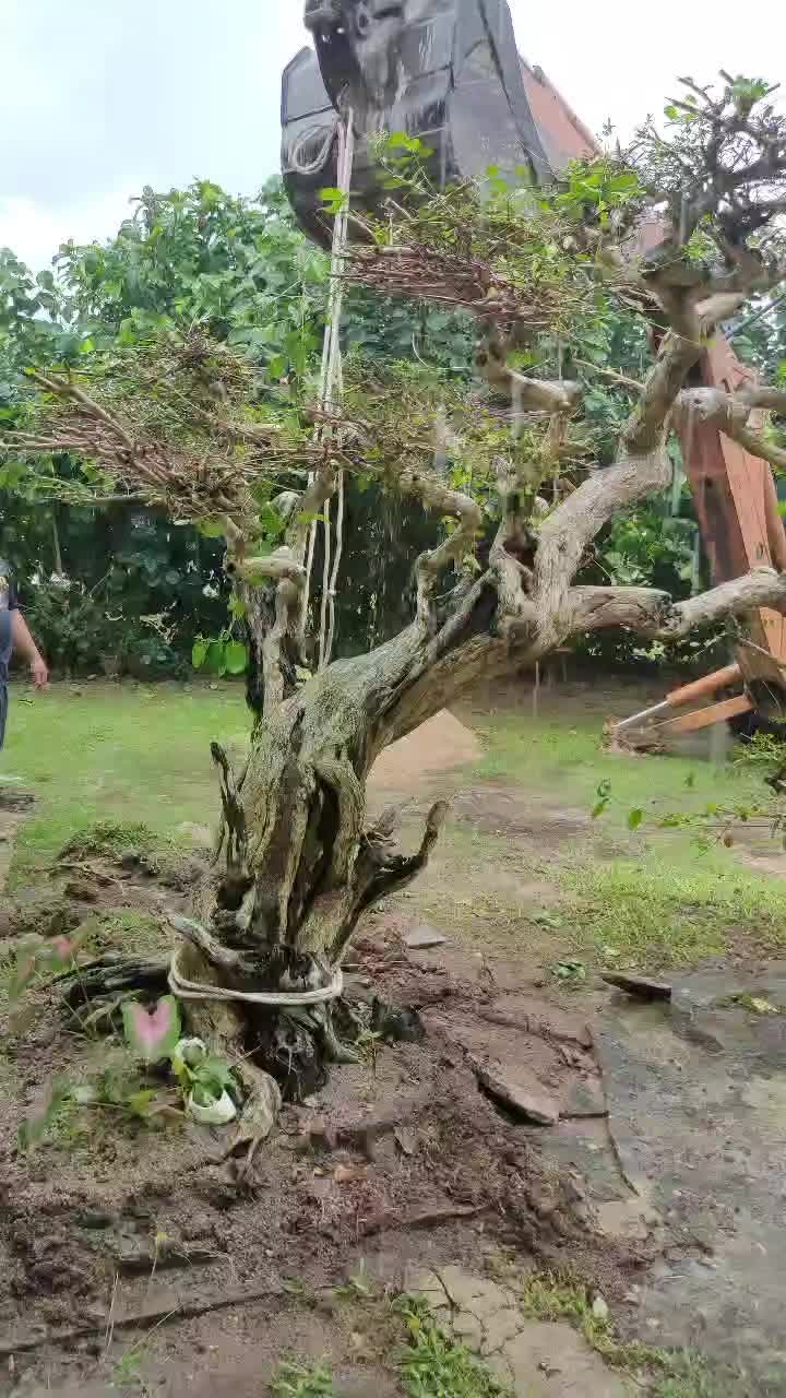 @lonheka