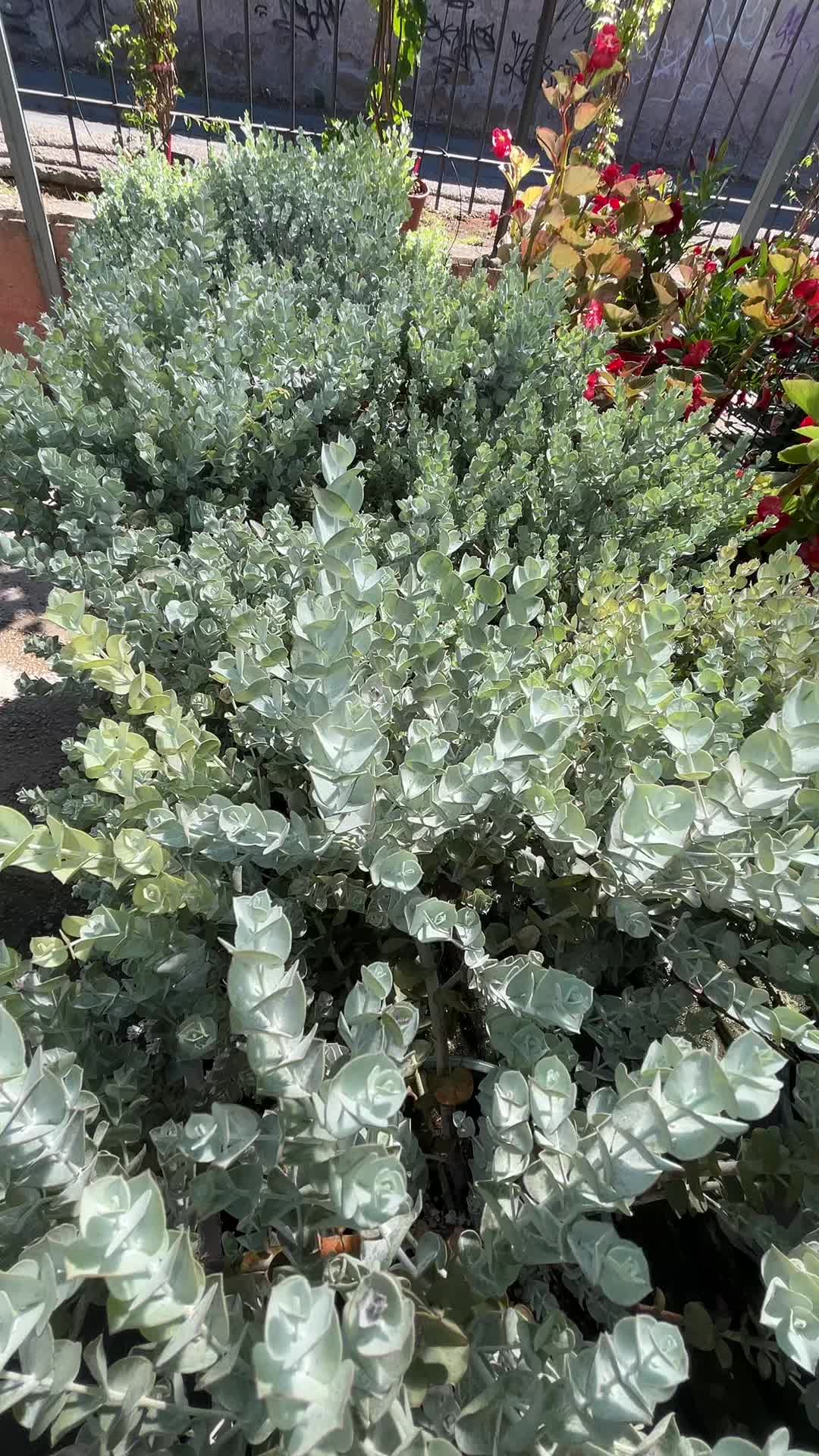 @vivaioanticogarden
