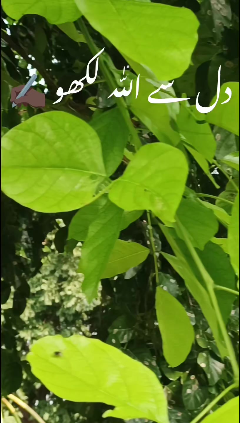 @ISLAMIC VIDEOS✅