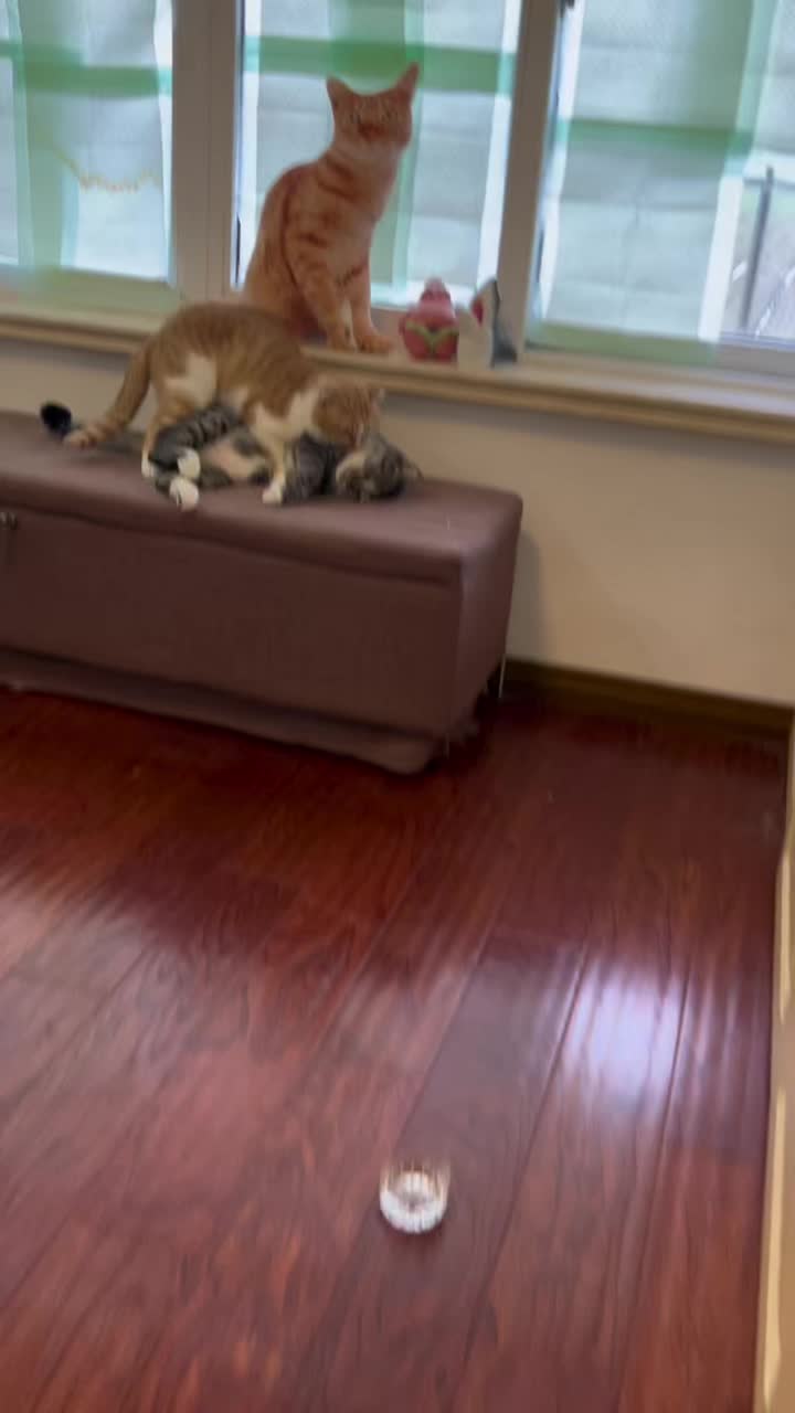 @Animals Fun
